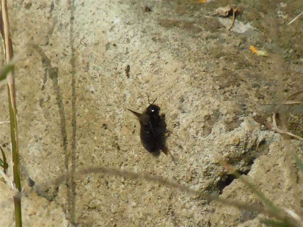 Xylocopa sp.